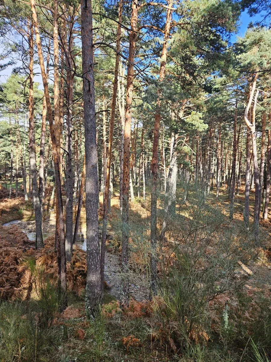 Paisaje natural de la Sierra de Guadarrama con bosque de pinos
